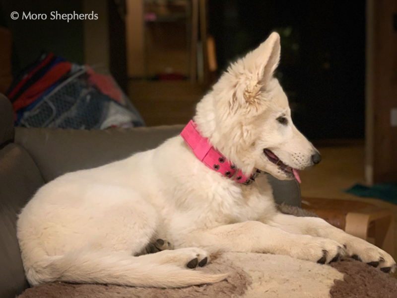 White Shepherd - Inara
