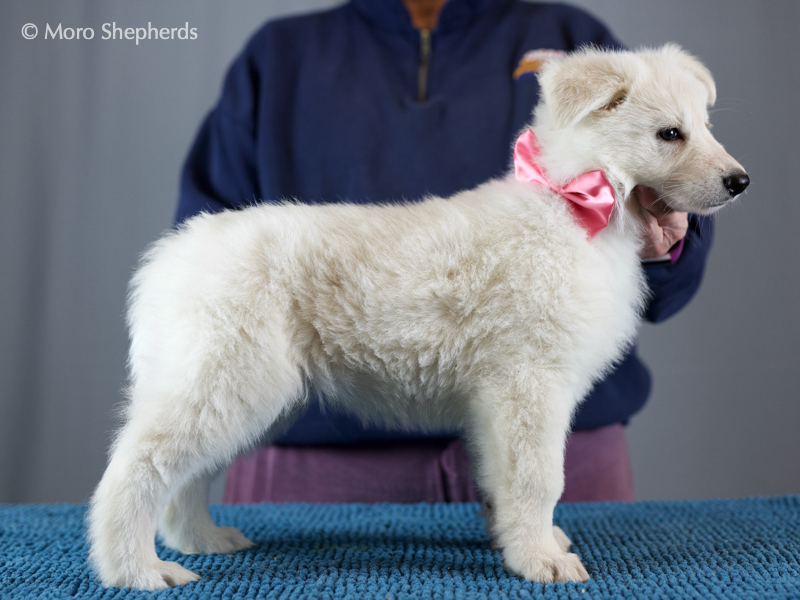 White Shepherd - Inara