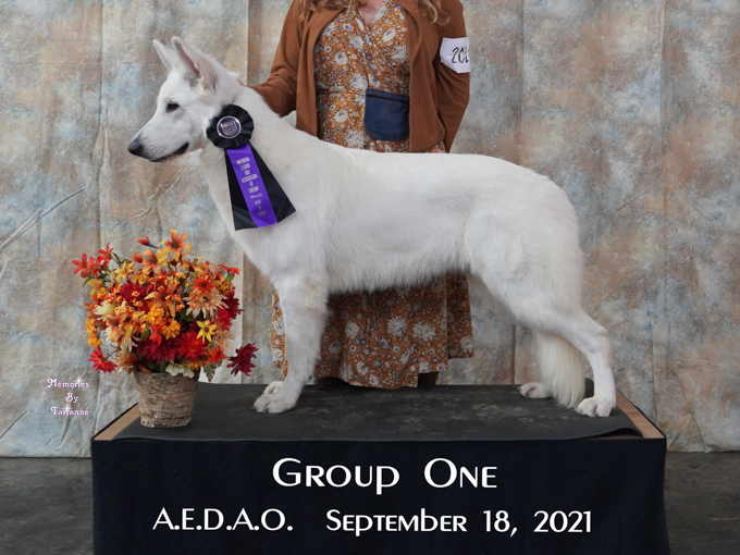 Kimber wins herding group