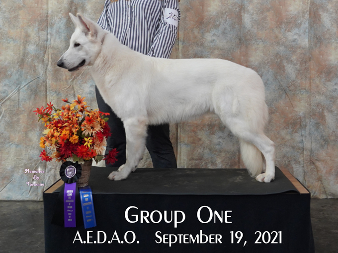 Kimber wins herding group