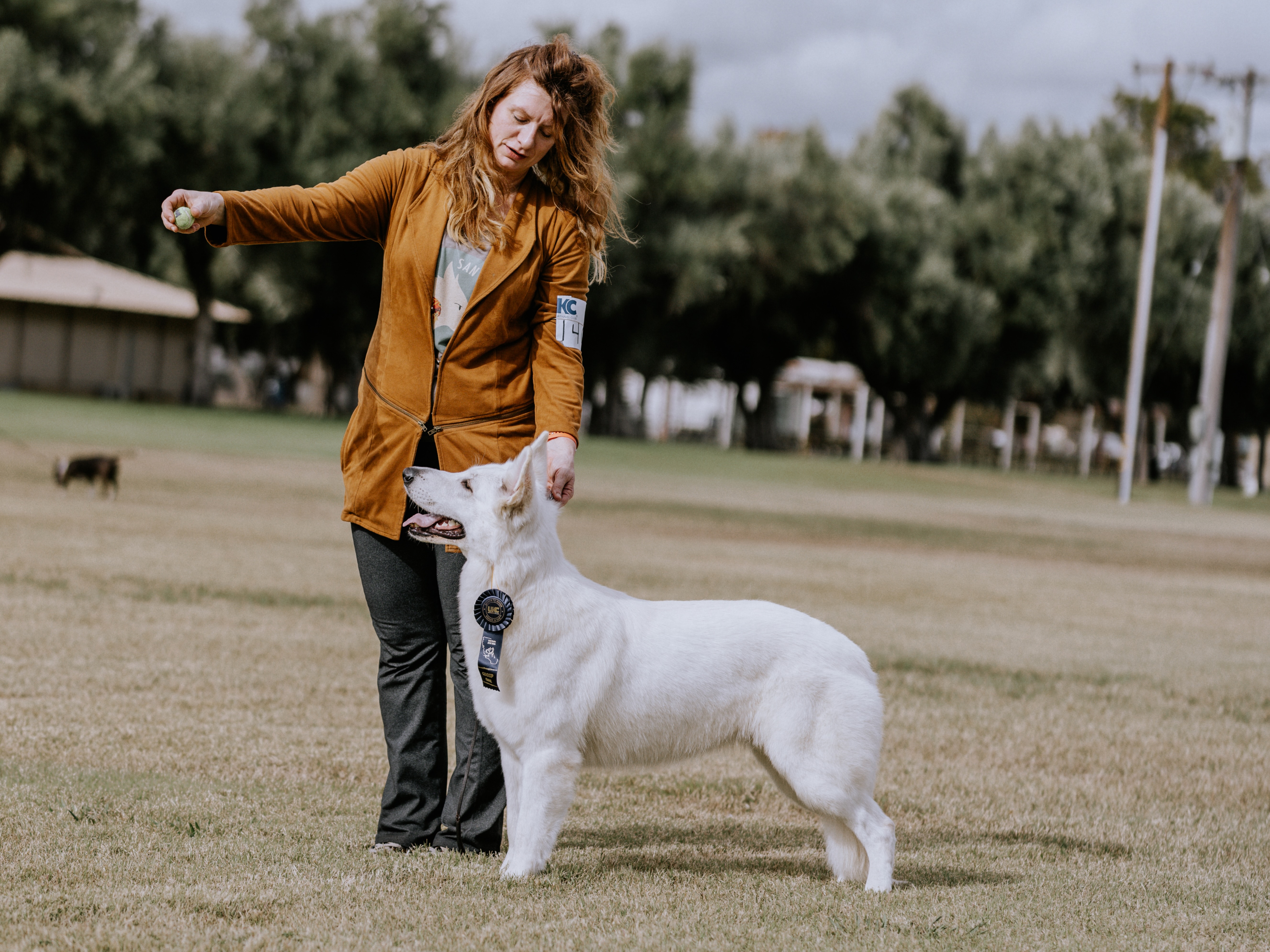 Kimber gaiting in Herding Group