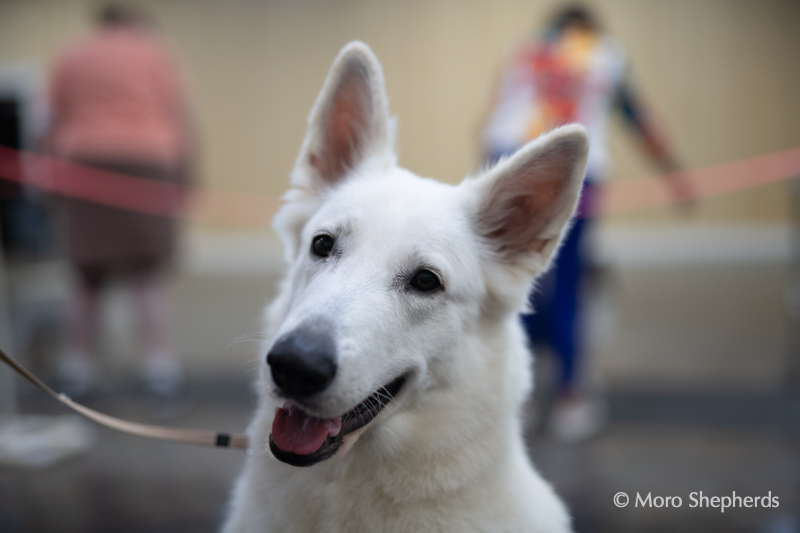 Kimber at a dog show