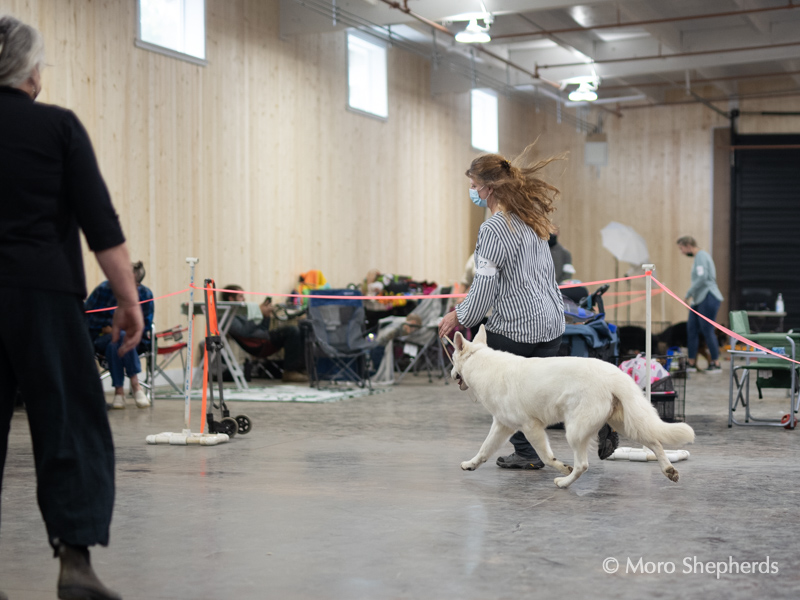 Kimber gaiting in Herding Group