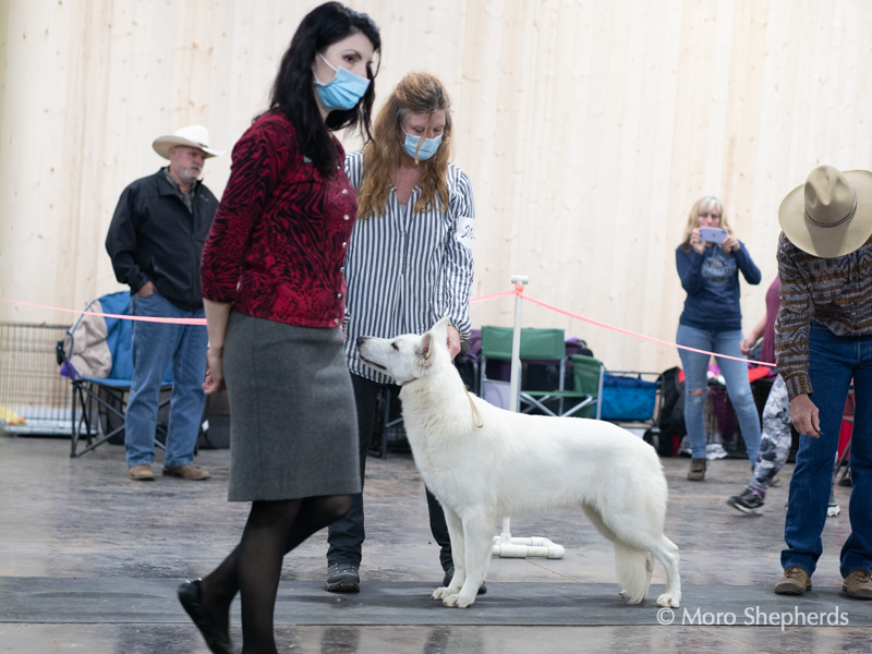 Kimber in Herding group 13 months old