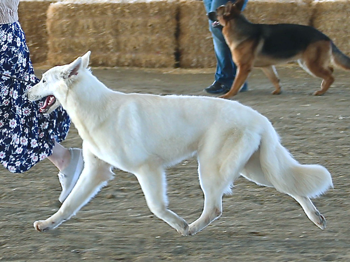 White Swiss Shepherd - Lilith of Moro