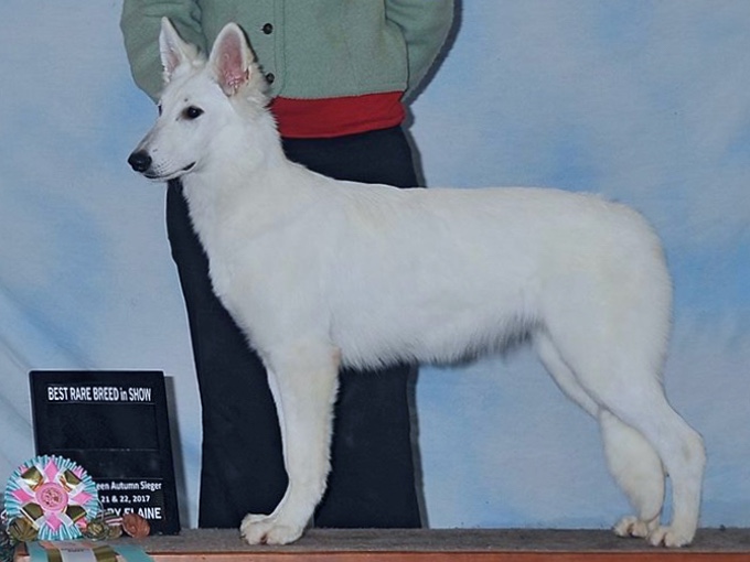 White Swiss Shepherd - Lilith of Moro