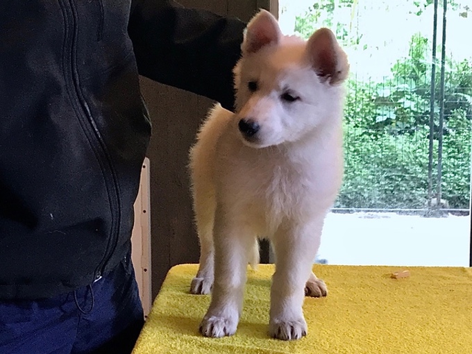 Baby Lilith eval photo long coated White Swiss Shepherd