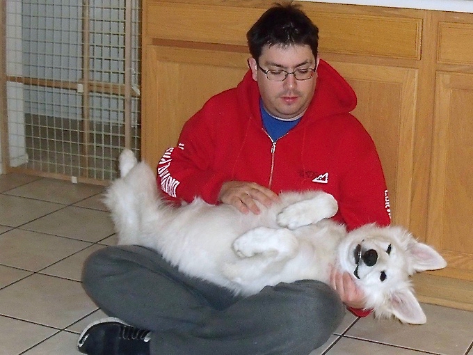 White Shepherd Regalwise Faust