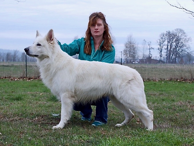 Long Coated White Shepherd Lucky