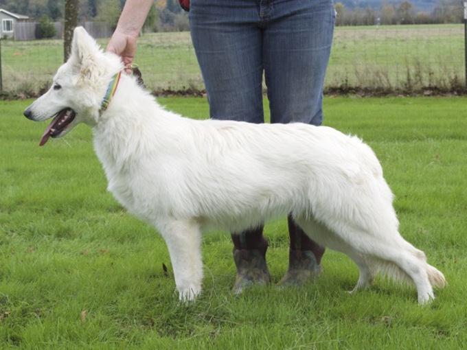 White Swiss Shepherd - Beverly-Nala von Heroes of the White Shepherds