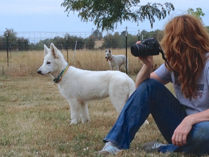 White Swiss Shepherd - Beverly-Nala von Heroes of the White Shepherds