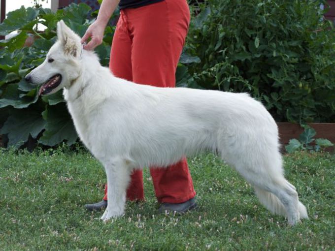 White Swiss Shepherd - Beverly-Nala von Heroes of the White Shepherds