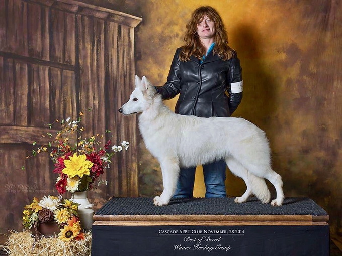 Berger blanc suisse nala winning herding group