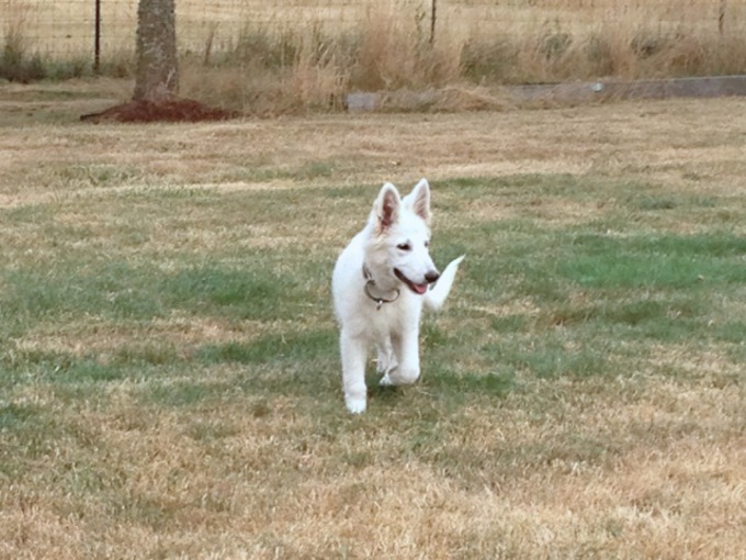 White Swiss Shepherd - Beverly-Nala von Heroes of the White Shepherds