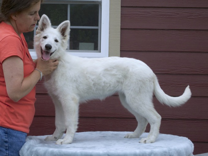 White Swiss Shepherd - Beverly-Nala von Heroes of the White Shepherds