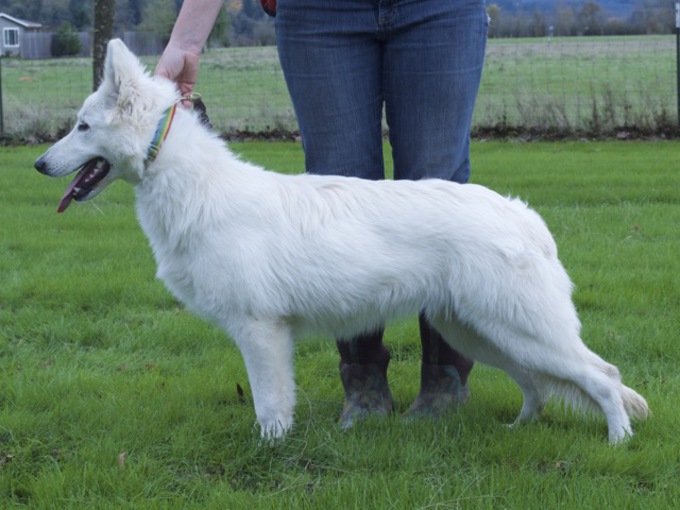 White Swiss Shepherd - Beverly-Nala von Heroes of the White Shepherds