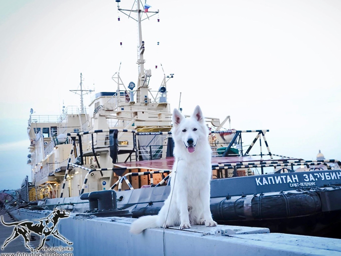 long coated white german shepherd Natus