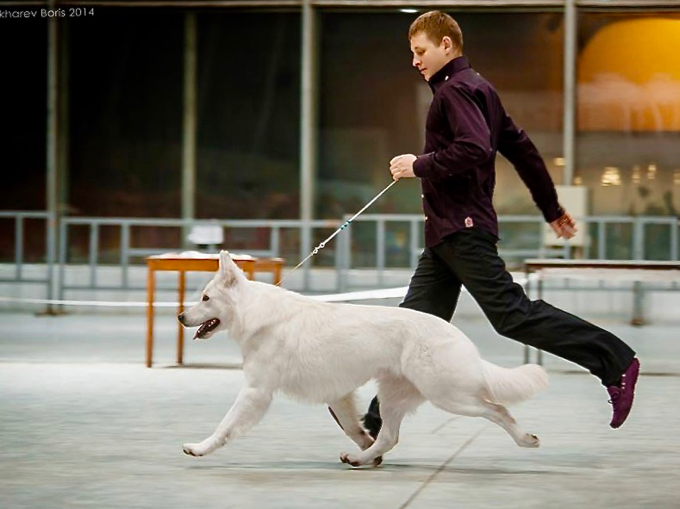 long coated berger blanc suisse