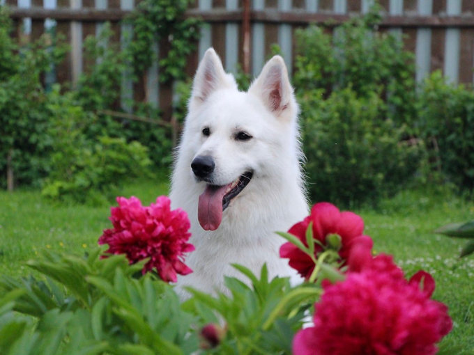 long coat white shepherd Natus