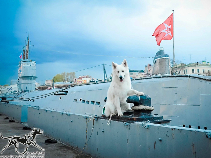 long coated berger blanc suisse