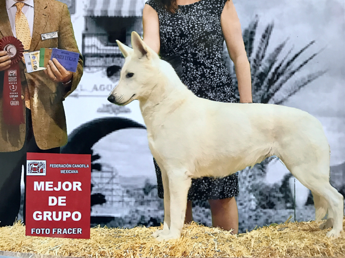 berger blanc suisse puppies