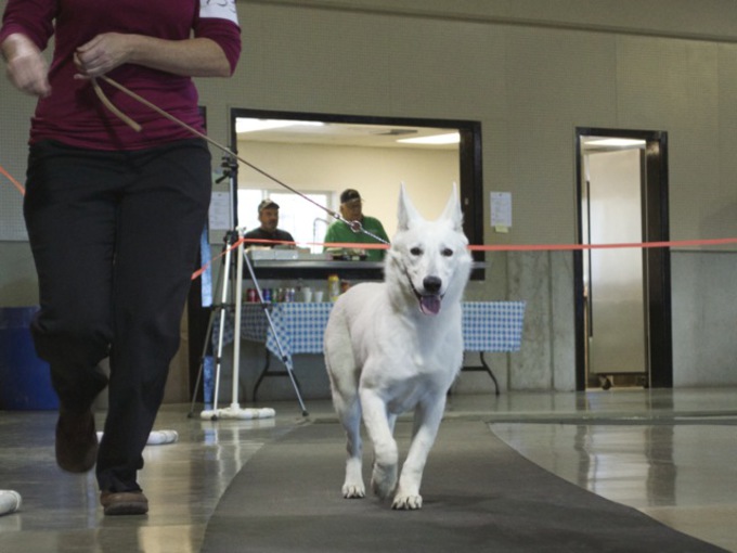 White Shepherd - Parsons Supernova