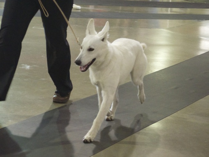 White Shepherd - Parsons Supernova