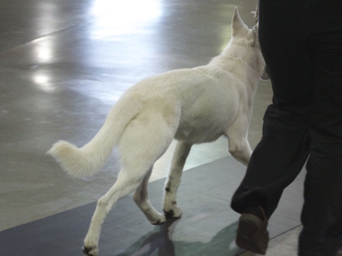 White Shepherd - Parsons Supernova