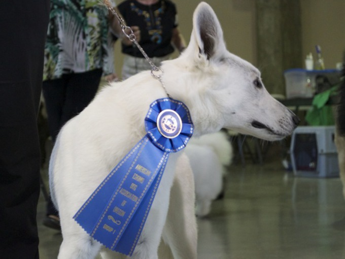 White Shepherd - Parsons Supernova