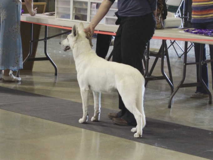 White Shepherd - Parsons Supernova