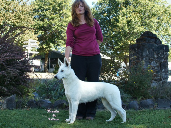 White Shepherd - Parsons Supernova