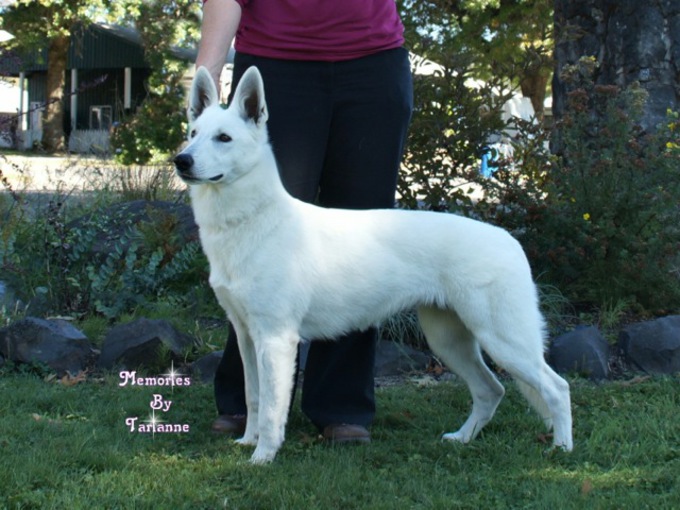 White Shepherd - Parsons Supernova