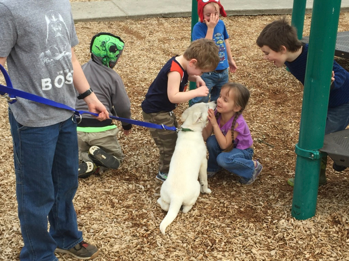 White Swiss Shepherd Pallas