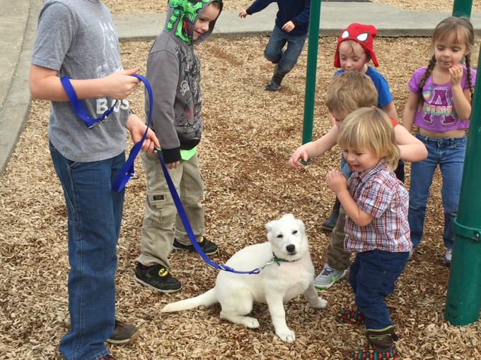 White Swiss Shepherd Pallas