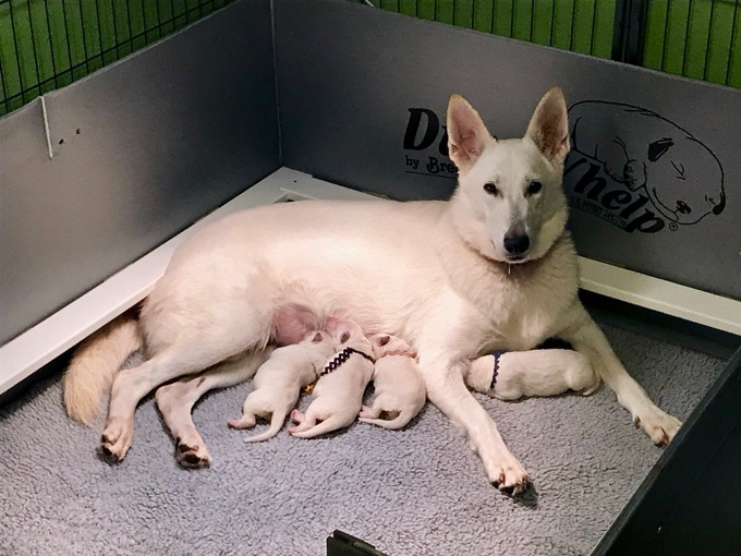 White Swiss Shepherd Pallas