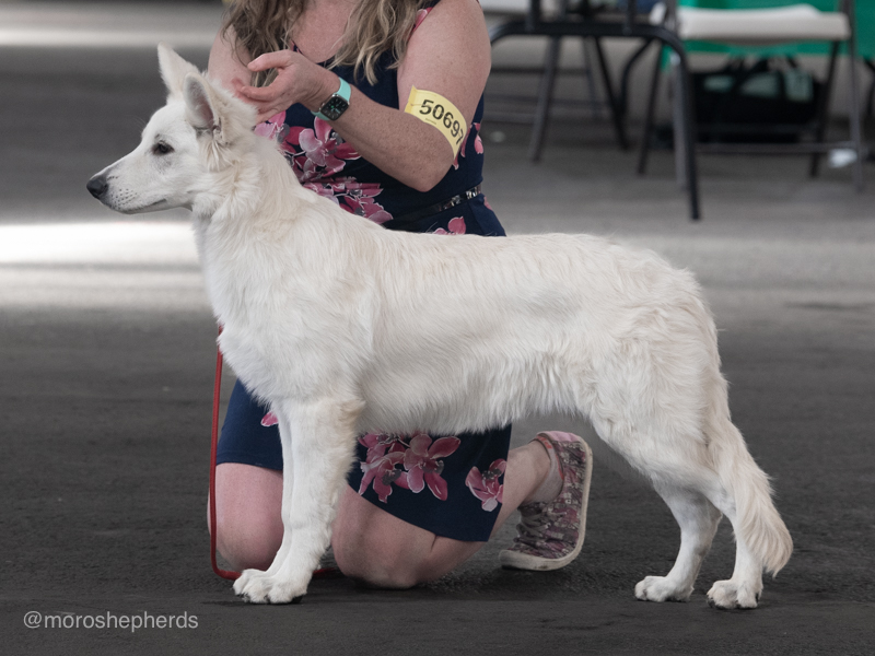 baby Renata at her 2nd dog show