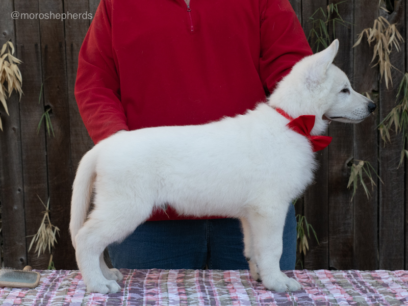 Sam practicing dog show stack