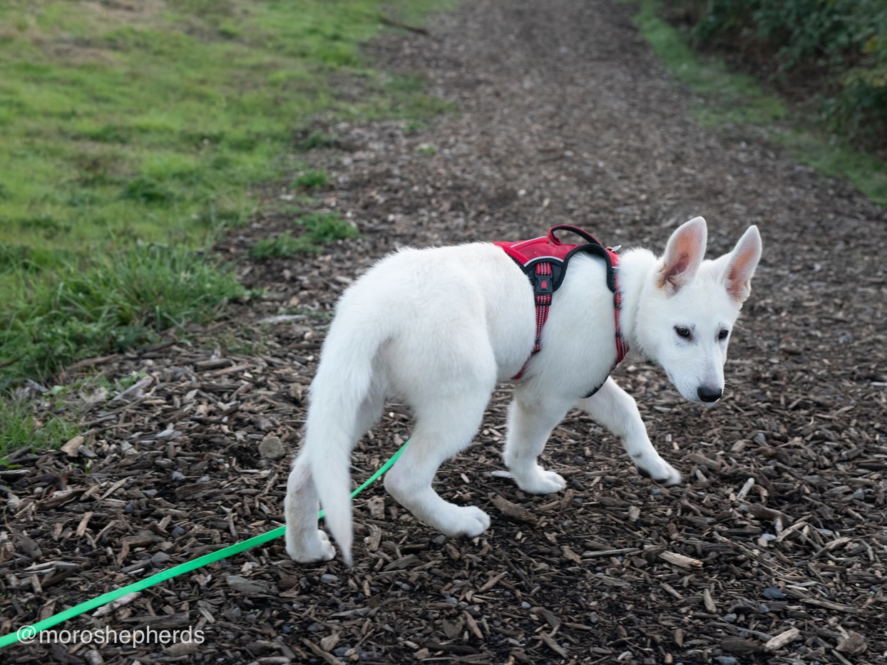 White Swiss Shepherd - Hela