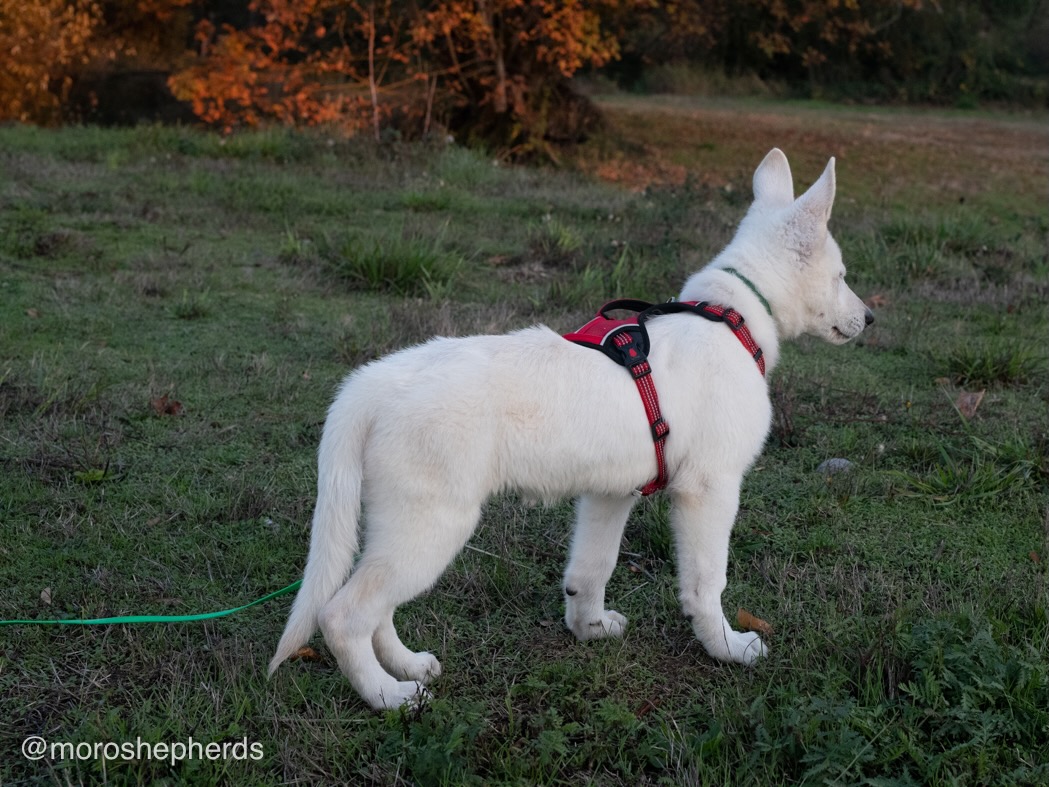 White Swiss Shepherd - Hela