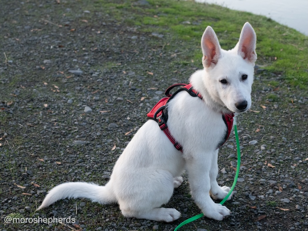 White Swiss Shepherd - Hela