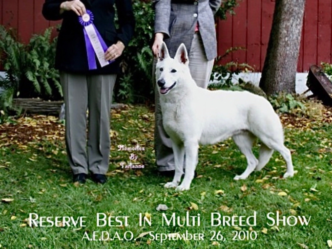 Sapphire winning Reserve Best in Multi-Breed Show