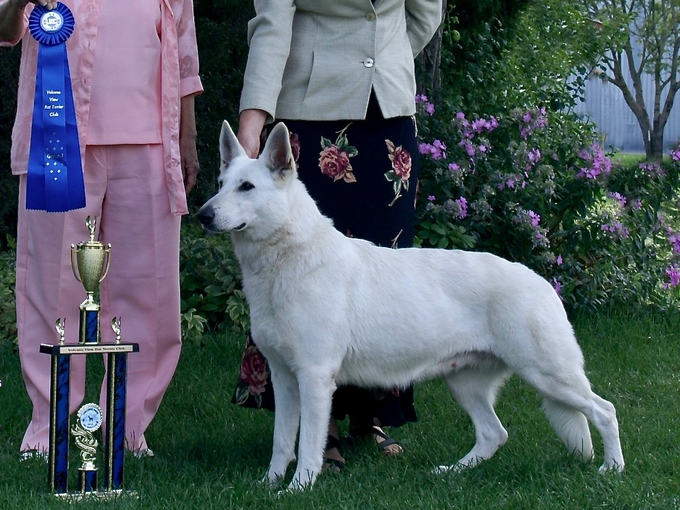 Sapphire winning Best in Multi-Breed Show