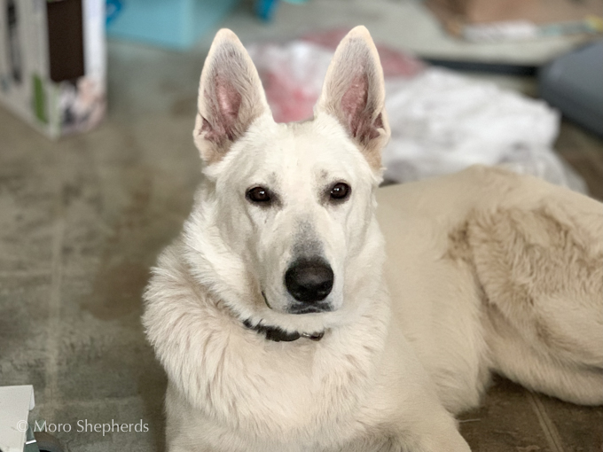 White Swiss Shepherd - Parsons Lady Sif