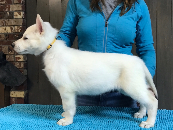 Berger Blanc Suisse - Parsons Lady Sif