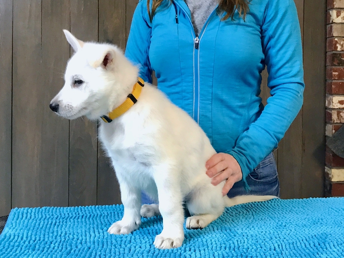 Berger Blanc Suisse - Parsons Lady Sif