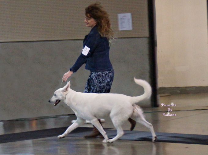 White Swiss Shepherd - Parsons Lady Sif