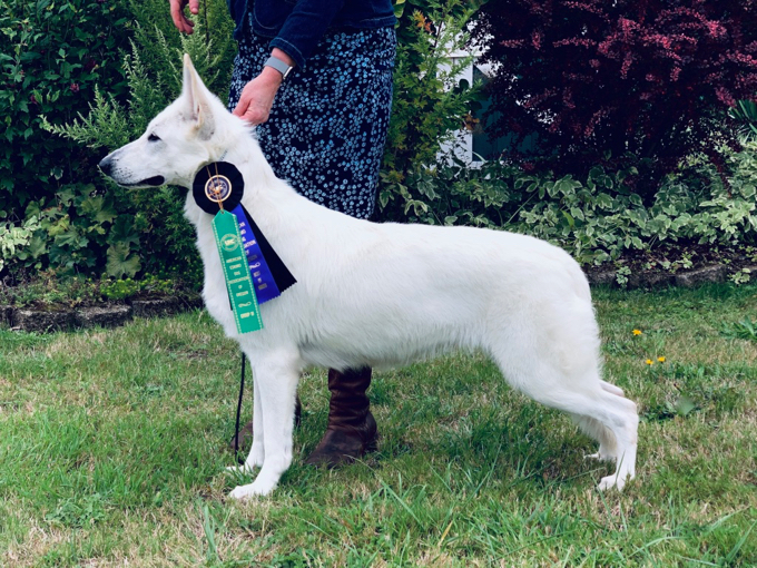 White Swiss Shepherd - Parsons Lady Sif