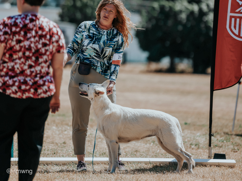 White Swiss Shepherd - Parsons Lady Sif