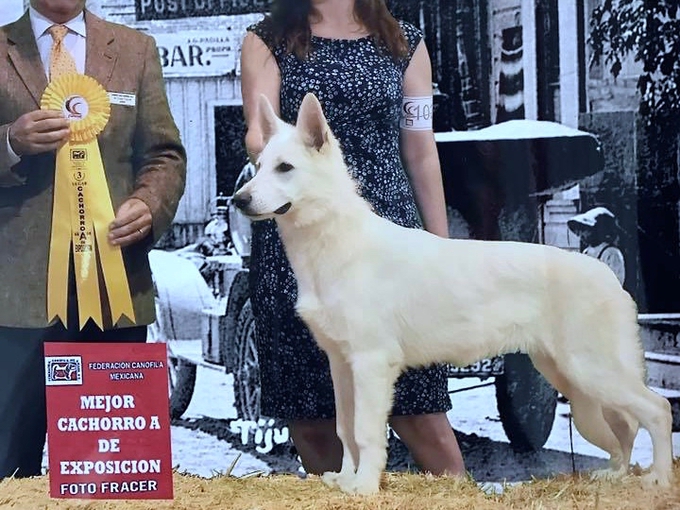 White Swiss Shepherd - Parsons Lady Sif