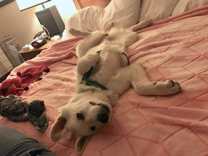 White Swiss Shepherd - super silly girl